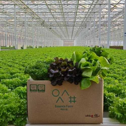 에상스팜  유러피안 샐러드 채소 1kg