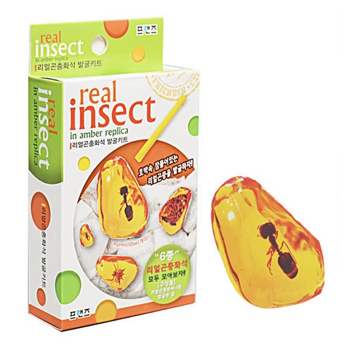 리얼 곤충 화석 발굴키트