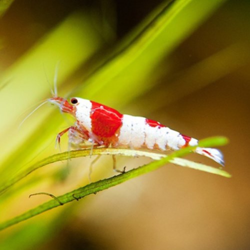 크리스탈 레드 쉬림프