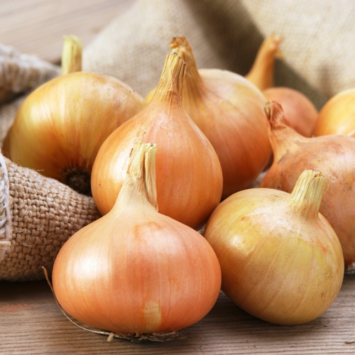 온도씨  가락시장 햇양파 1kg