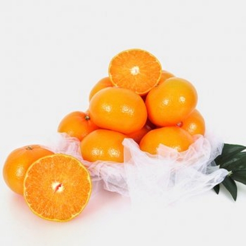 초록자연  천혜향 8~10과 5kg