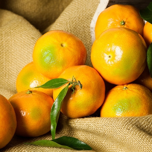 초록자연  노지 감귤 로얄과 5kg