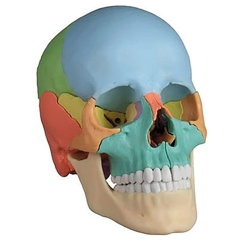 3B사이언티픽 A45 착색 두개골모형 22분리