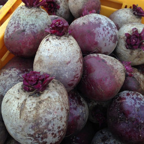 햇살조은  제주 레드비트 특품 3kg