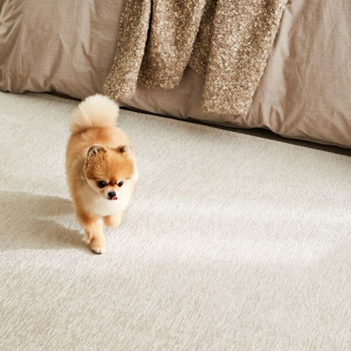 심플리스트 펫토 코코 러그