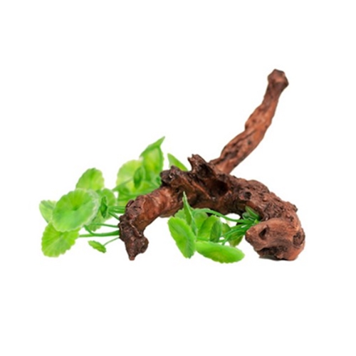 아마존  유목수초 3024172