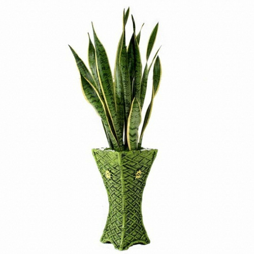 젠틀맨플라워  산세베리아 1호