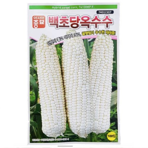 아시아종묘  백초당 옥수수 씨앗 2000립
