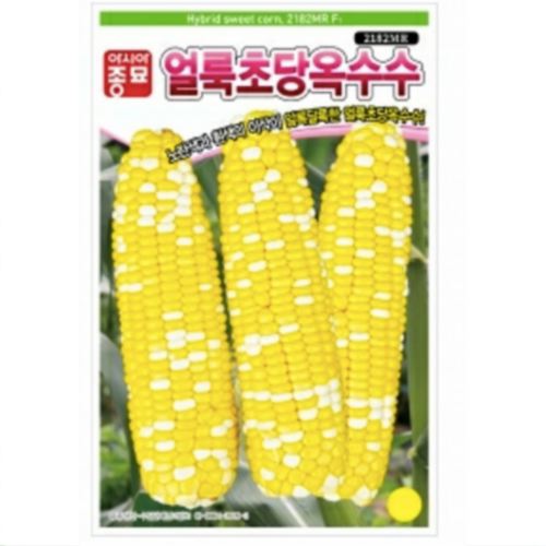 아시아종묘  얼룩초당 옥수수 씨앗 2000립