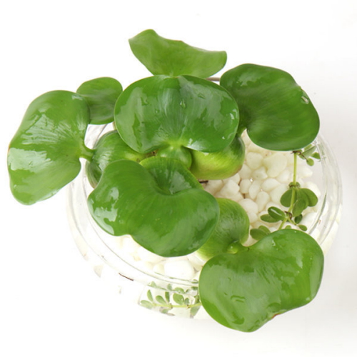 갑조네  부레옥잠 수경재배식물