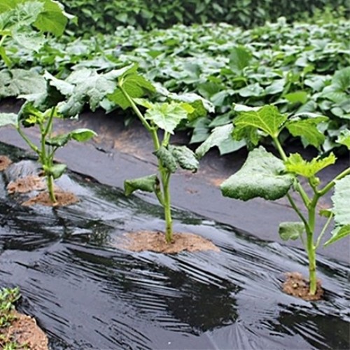 텃밭용 흑색 멀칭비닐 0 03mm[100cm X 20m] 에누리 가격비교