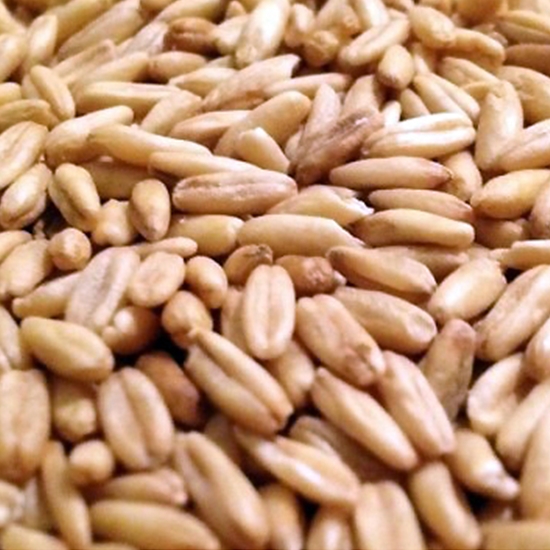 아침농산 캐나다산 귀리 2kg