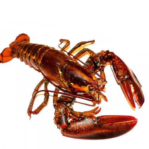 대진유통 캐나다 활랍스타 600g