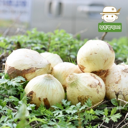 삼촌농장 전남 무안 햇 양파 특 10kg