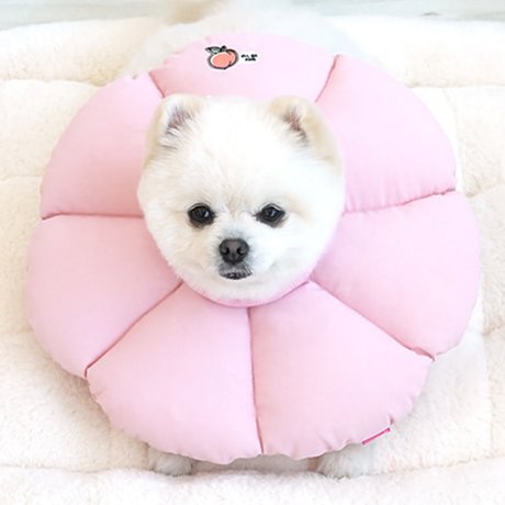 패리스독 꿀잠카라