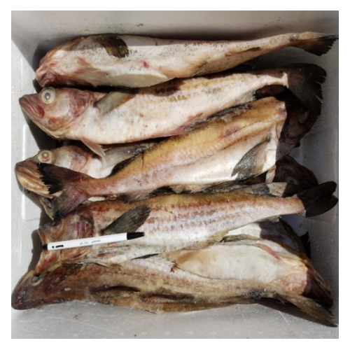 프라임에프에스  동태 12~14미 10kg