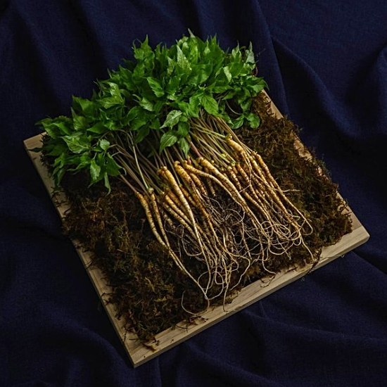 황룡농협 새싹삼 20cm 내외 20뿌리