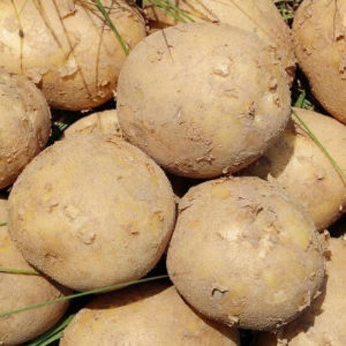 팔도농장 하우스 햇 수미감자 대 5kg