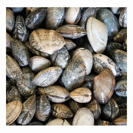 해리농협  고창 하전갯벌 바지락 5kg