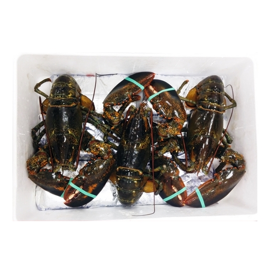 노량진수산시장 활 랍스타 2.5kg