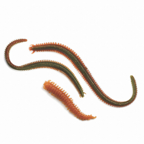 버클리  걸프 샌드웜 2인치