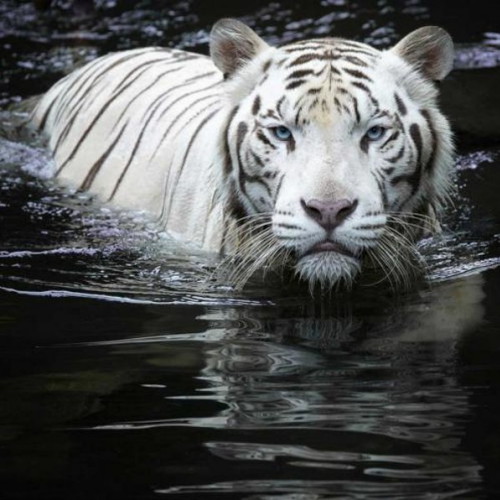 마이월플레이즈  뮤럴 포인트벽지 풍수지리 백호