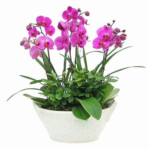 젠틀맨플라워  한시진플라워  호접란/호접난  f_106