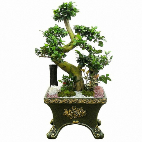 젠틀맨플라워 팬더고무나무1호  OW-1097