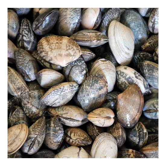 하전바지락  고창 하전갯벌 참 바지락 3kg