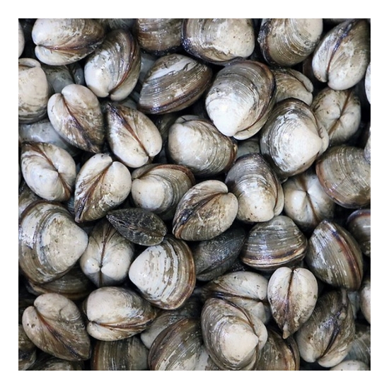 하전바지락  고창 하전갯벌 동죽 조개 1kg