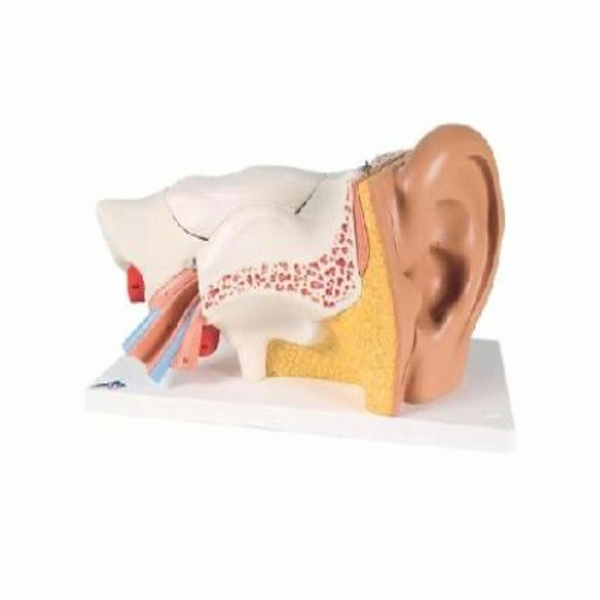 3B사이언티픽 E11 귀모형 6분리