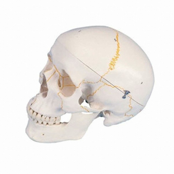 3B사이언티픽 A21 두개골모형 3분리