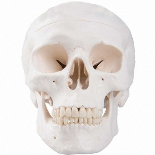 3B사이언티픽 A20 기본형 두개골모형 3분리