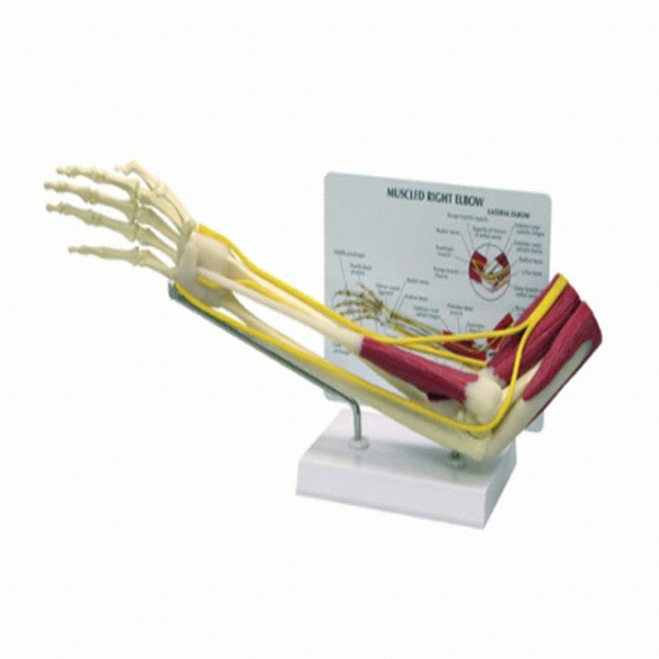 GPI G185 근육포함 팔관절모형