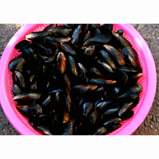 덕이네  국내산 싱싱한 홍합 2kg