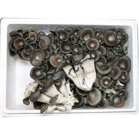 꽃느타리버섯 송이