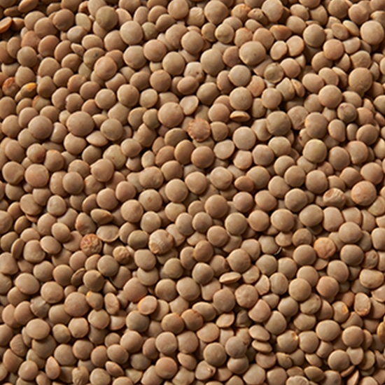 현대농산  갈색렌틸콩 2kg