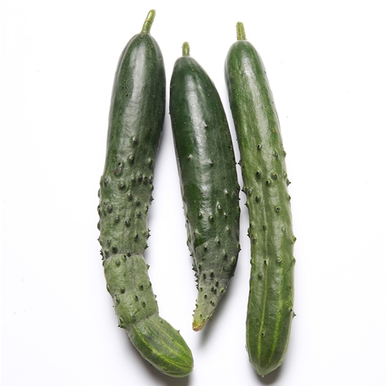 취청오이  청오이  10Kg  보통