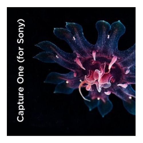 페이즈원  Capture One 20 for SONY