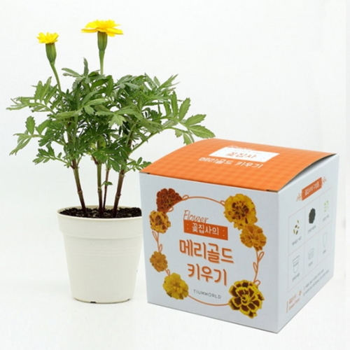 틔움세상  꽃집사_메리골드 키우기-