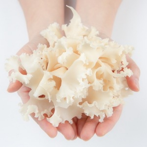 아미코팜  무농약 꽃송이버섯 1kg