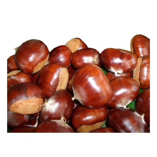 코레마을  꼬레촌 공주알밤 최상품 큰size 1kg