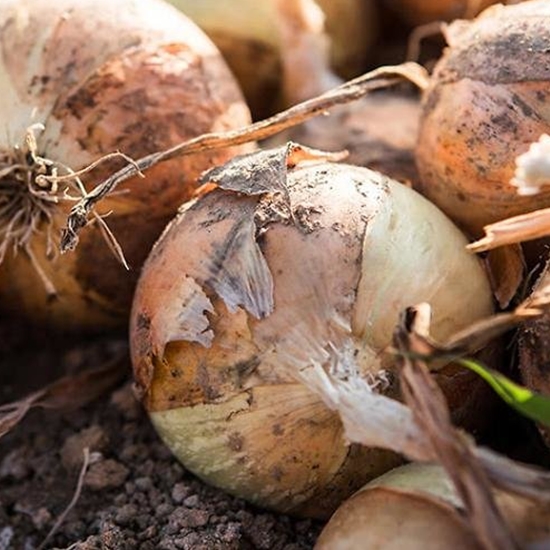 황토밭 무안 와송품은 무안양파 중대 5kg