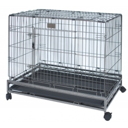 피에스코리아  브리더독스 진도장