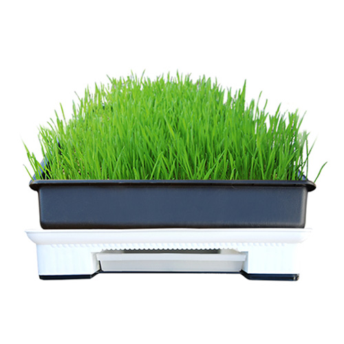 영농사  보리싹 재배 5종 세트