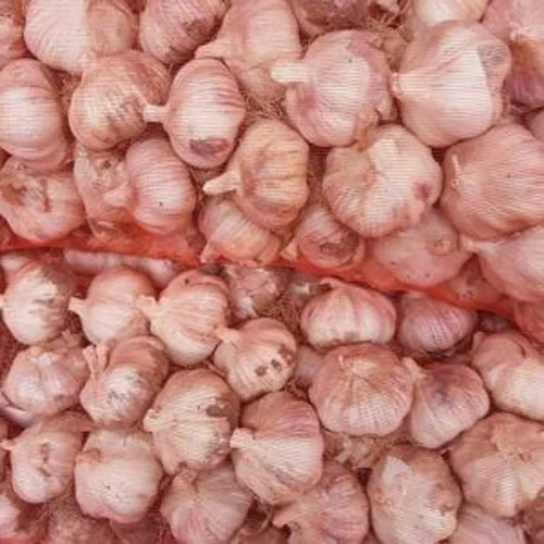 마늘쟁이  창녕 마늘 특대 5kg