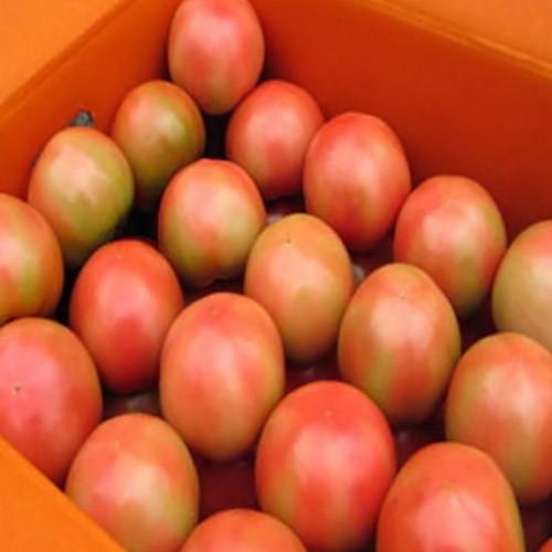 땡이네과일가게  찰토마토 5번 소과 5kg