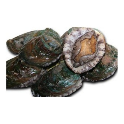 완도친구  명품완도전복 4-3호 13-14미 1kg