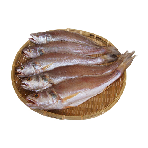 마산어시장  반건조 민어조기 5미 22cm