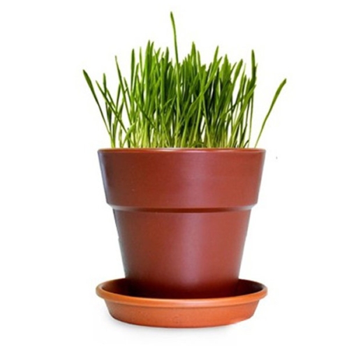 펫모닝 캣글라스 화분재배 세트 PMC-295